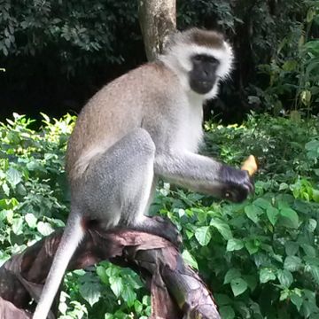 WCS Rwanda > Home